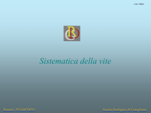 Sistematica della vite