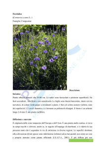Fiordaliso - Parco Scientifico e Tecnologico del Molise