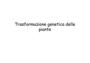 Trasformazione con Agrobacterium - e