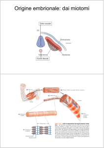 Tessuto muscolare striato scheletrico File