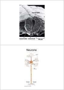 Neurone