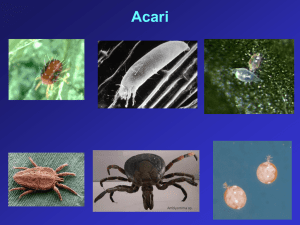 pedata 5. Acari