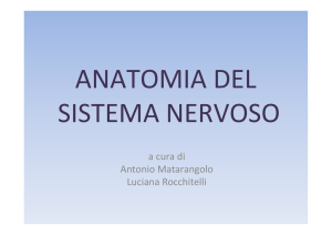 Sistema Nervoso