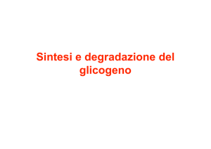 11-Metabolismo del glicogeno