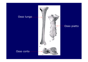 Osso lungo Osso corto Osso piatto