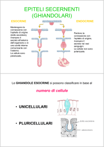 Ghiandole esocrine File