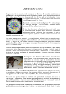 parvovirosi canina - Confagricoltura Ascoli Piceno