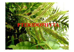 caratteristiche di base: pteridophyta