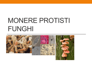 Monere - Scuola Dame Inglesi