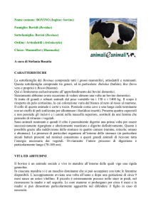 Nome comune: BOVINO (Inglese: bovine)