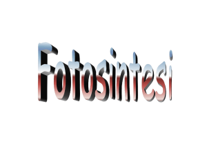Presentazione di PowerPoint