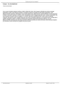 Corpo - la circolazione - Sub Marine Diving Club C.Fisc