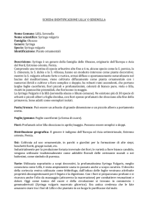 SCHEDA`IDENTIFICAZIONE`LILLA``O`SERENELLA`
