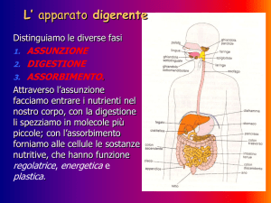 L` apparato digerente - "G. Garibaldi" Chiavenna
