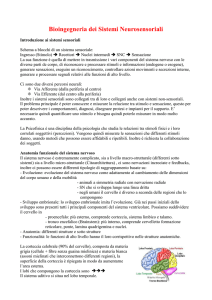 Notes Very good notes on Neurosensory Systems