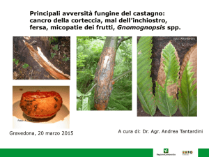 Cancro della corteccia del castagno
