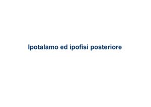 Ipotalamo ed ipofisi posteriore