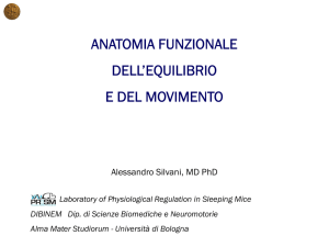 anatomia funzionale dell`equilibrio e del movimento