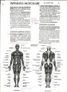 APPARATO MUSCOLARE 1