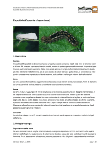 Euprottide - Waldwissen.net