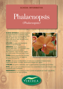 Phalaenopsis