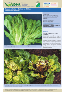 Marciume batterico - Bacterial rot of lettuce