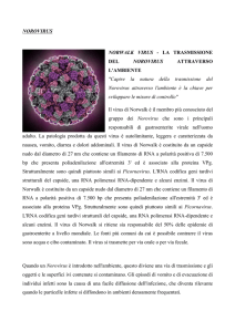 Norovirus Scarica dettagli