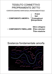 Tessuti connettivi propriamente detti File