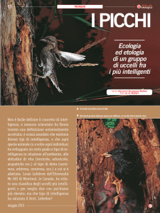 IPICCHI Ecologia ed etologia di un gruppo di uccelli fra i più