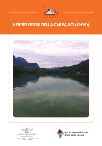 HERPESVIROSI DELLA CARPA KOI (KHVD)