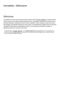Cervelletto - Definizione