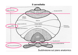 Il cervelletto Suddivisione sul piano anatomico