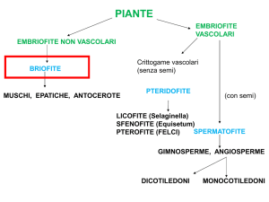 PIANTE - e