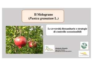 Il Melograno (Punica granatum L.)