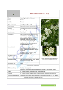 Crataegus monogyna Jacq. - Parco Scientifico e Tecnologico del