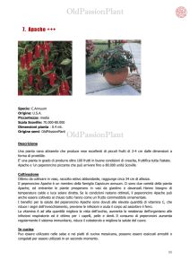 Apache - OldPassionPlant Coltivazione piante di peperoncino, erbe