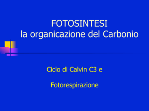 Fotosintesi botanica_C3_3