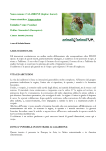 CALABRONE - Animali e Animali