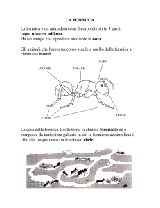 La Formica: Anatomia, Habitat e Ciclo Vitale (Scuola Elementare)