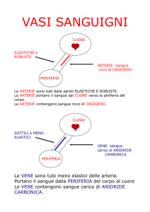 apparato circolatorio