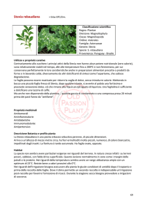 Stevia rebaudiana