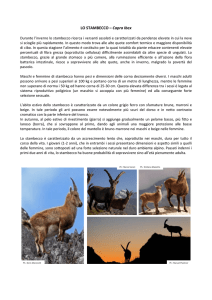 LO STAMBECCO – Capra Ibex