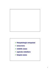 fisiopatologia emopoiesi emocromo midollo osseo