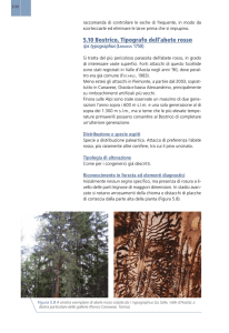 Notizie relative al bostrico tipografo