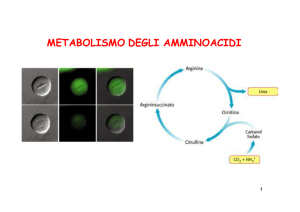 Met. degli amminoacidi 1