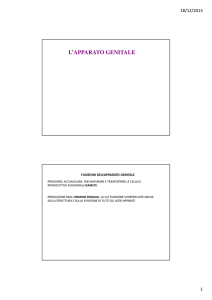 apparato genitale 1