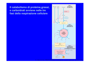 Il catabolismo di proteine,grassi, e carboidrati