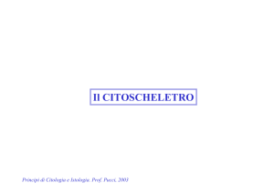 Il CITOSCHELETRO