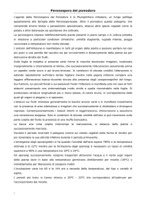 Peronospora del pomodoro