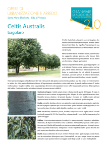 Celtis Australis